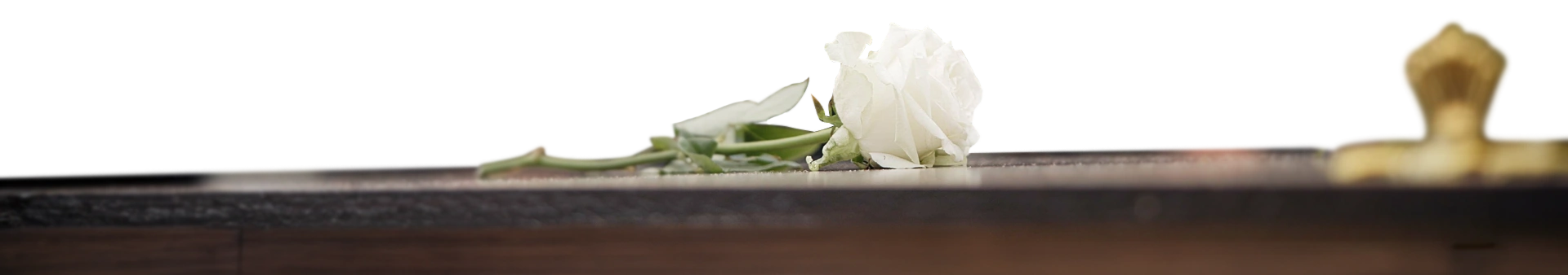 rose-ab2